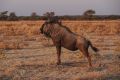 2012-07-04 Namibia 772 - Etoscha Nationalpark - Streifengnu
